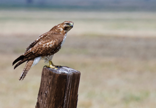 Prairie falcon perching on wooden fence post staring at camera against a light background
