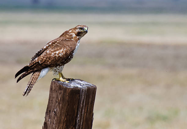 Prairie falcon stock photo