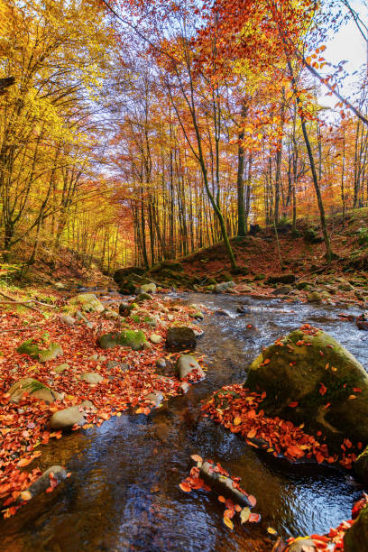 istock water stream in the natural park 1589899538
