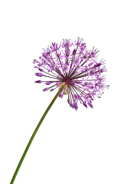 istock lilac flower decorative onion on a white background 1589901925