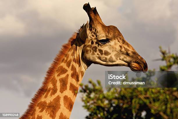 Photo libre de droit de Girafe Vers La Droite banque d'images et plus d'images libres de droit de Afrique - Afrique, Afrique de l'Est, Animal mâle