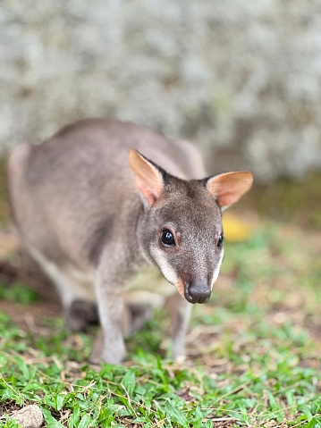 kangaroos are mammals that have chat characteristics in the form of a pouch