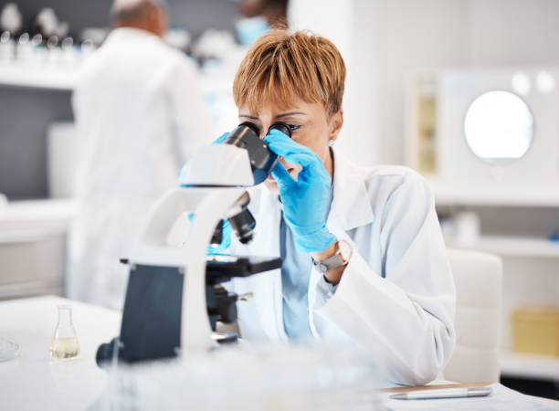 healthcare, microscope and science with black woman in laboratory for experiment, medical and pharmacy. research, medicine and results with expert looking for pathology, test and sample analysis - healthcare and medicine laboratory senior adult analyzing imagens e fotografias de stock