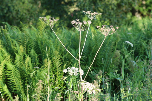 Hogwood stem and flower heads, after flowering