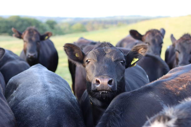 istock Black cows in a countryside field 1589917291