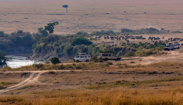 istock Wildebeest Antelopes near the Mara River in Masai Mara at Great Migration 1589918423