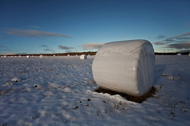 Hay forks - Photo