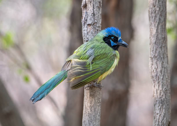 A beautiful Green Jay perches on a stout branch in a south Texas woodland, still wet after a spring rain.