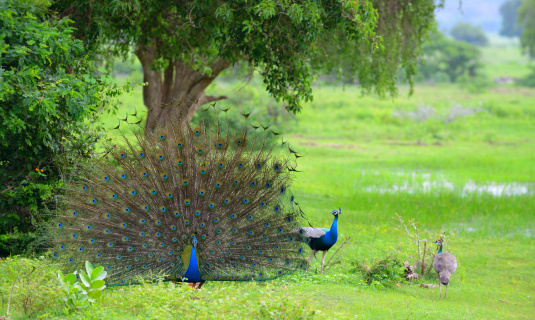 peacock. A bird in the wild. The national Park of Sri Lanka