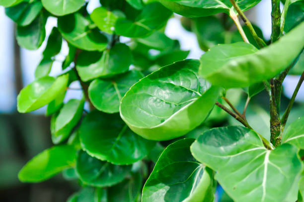 istock Polyscias fruticosa L Harms,Polyscias fruticosa or Araliaceae 1589925312