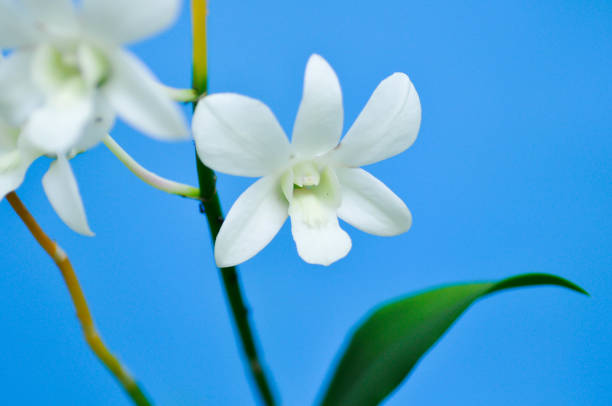 istock white orchid flower, orchid or ORCHIDACEAE 1589925844