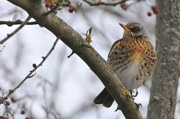istock Fieldfare is sitting on a branch 158992596