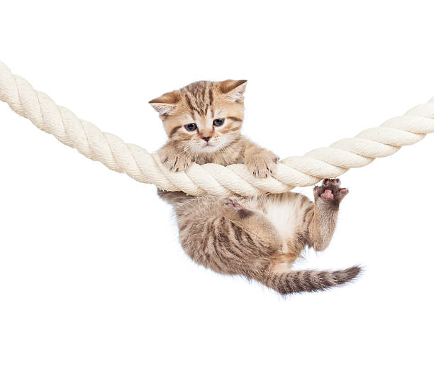 istock little cat clutching at rope isolated on white background 158992802