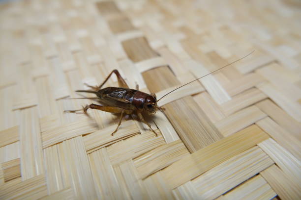 istock Macro photo of insects. 1589928044