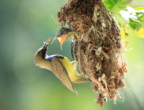 istock Back Olive Sun-bird family 158992813