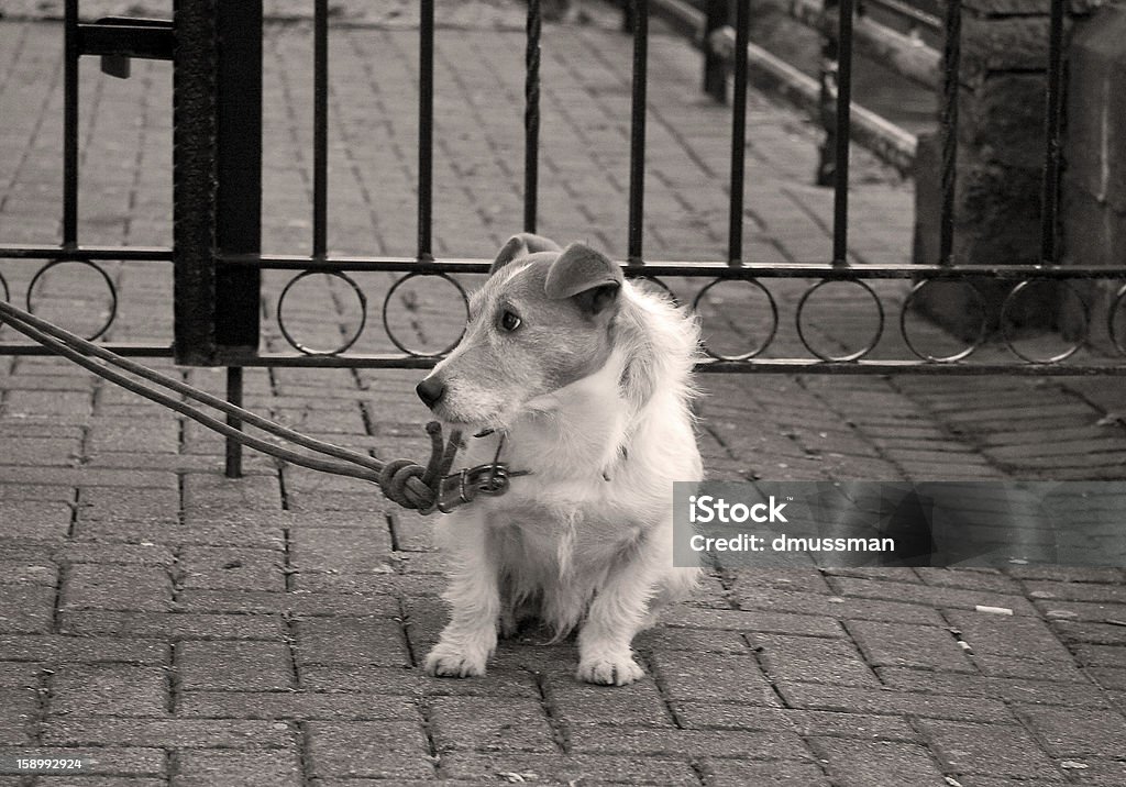 Piccolo Jack Russell terrier in attesa sulla strada - Foto stock royalty-free di Ambientazione esterna