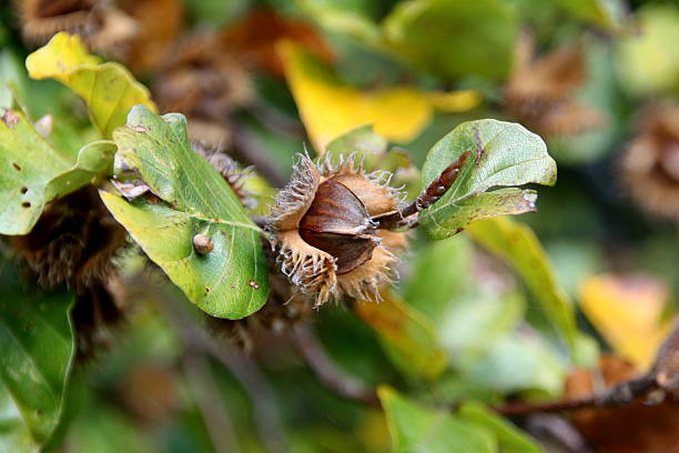 Beechnut on the Tree stock photo