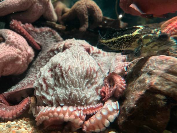 istock Under Water Exploration,Octopuses, Georgia, USA 1589933141