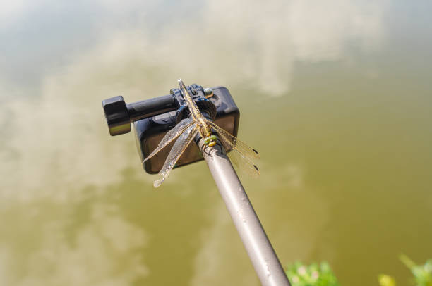 Dragonfly sits on a tripod action camera in nature. Shooting nature action camera. Interesting insects