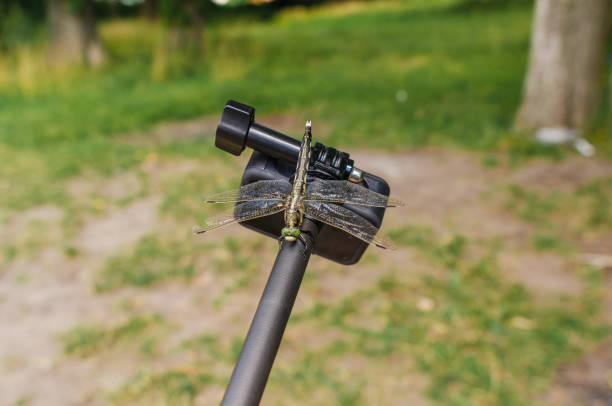 istock Dragonfly sits on tripod action camera in nature. Shooting nature action camera. Interesting insects 1589940963