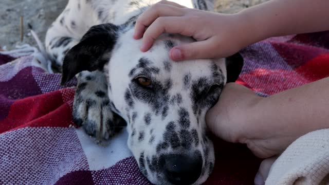A beautiful spotted Dalmatian lay down on a comfortable blanket on the beach with his head resting and enjoying the stroking of women's hands. Affectionate pet. purebred dogs