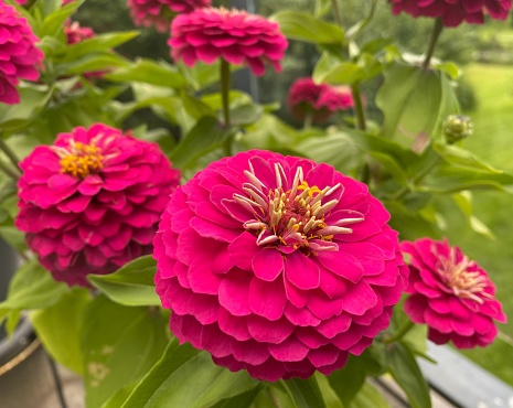 Common zinnia Pink petals overlapping many layers, forming a beautiful bush.