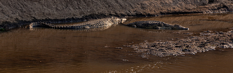 Crocodiles with full bellies resting in the mara river