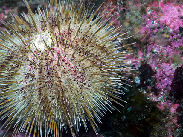 riccio di mare verde (strongylocentrotus droebachiensis - green sea urchin immagine foto e immagini stock