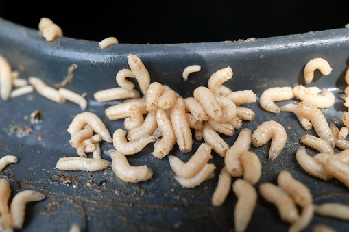 Close up of Maggots on the edge of a plastic refuse bin.