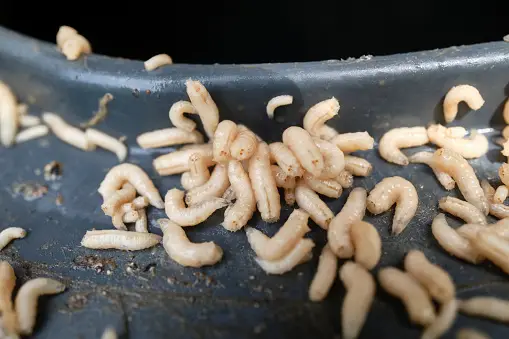 Maggoat Maggot Pictures | Download Free Images on Unsplash