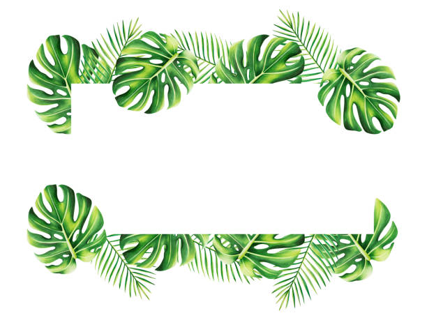 istock Watercolor frame with realistic tropical illustration of monstera and palm isolated on white background. Beautiful botanical hand painted floral elements. For designers, spa decoration, postcards, wedding, greetings, wallpapers, wrapping paper, scrapbook 1589951339