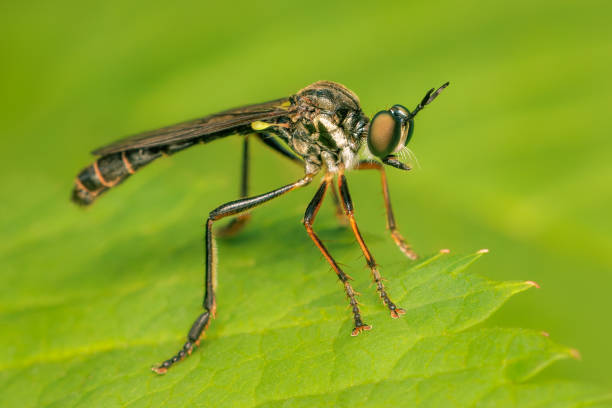 istock Robber fly watching for its prey while on a green leaf in the garden 1589956405