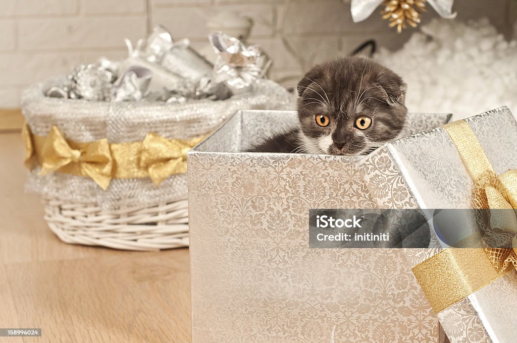 kitten Animal Stock Photo