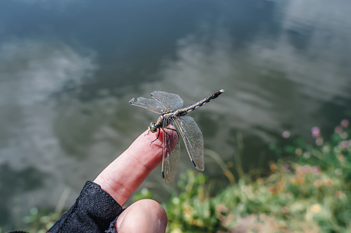 Man hand holds dragonfly on his hand near water nature