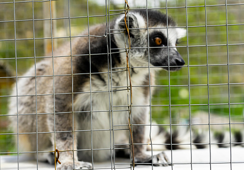 Small Lemur Sitting Behind the Bars of the Cage and Watches People, focus on the cage