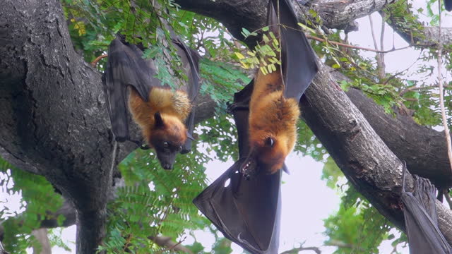 Two Bats On Tree