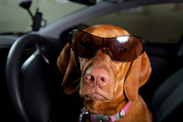 istock Vizsla dog  driving with shades 158997398