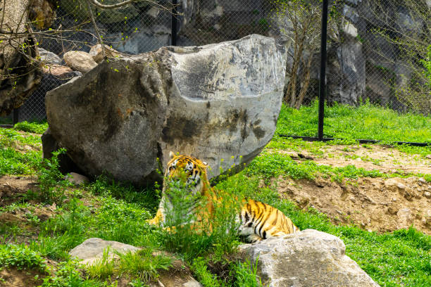 istock Bengal Tiger in a Zoo Resting on the Grass 1589974283