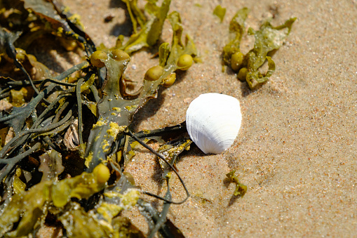 A white seashell with seaweed on a sandy beach at low tide brightly illuminated by sunlight