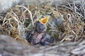 Newly hatched chick with an open mouth in a soft bird's nest