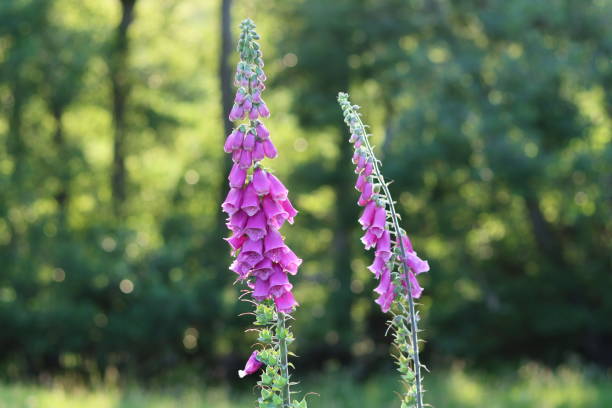 istock Tall pink foxgloves in the countryside 1589978763