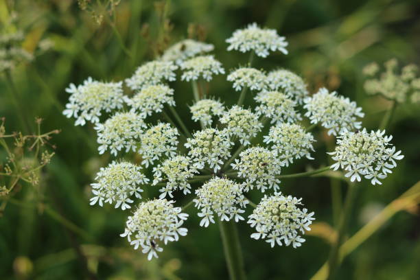 istock Close up of white hogweed flowers 1589978786