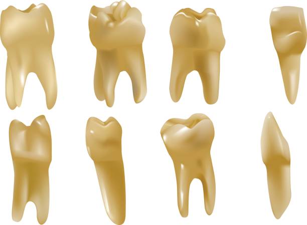 ilustrações de stock, clip art, desenhos animados e ícones de dente humano - canino dente