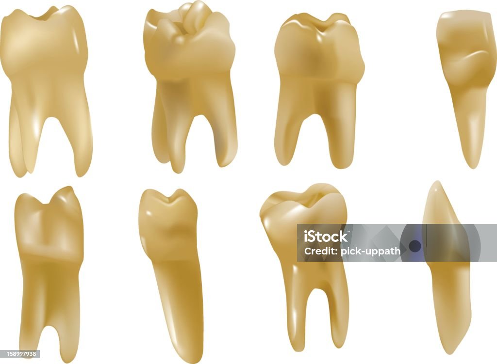 Human Teeth Stock Illustration - Download Image Now - Cuspid - Tooth ...