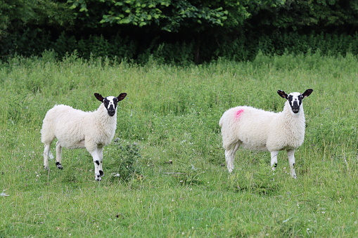 Pair of lambs in a field