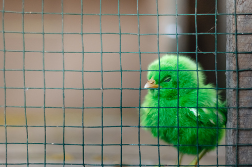 Chicks in a cage, green chicks are colored using a harmless chemical spray