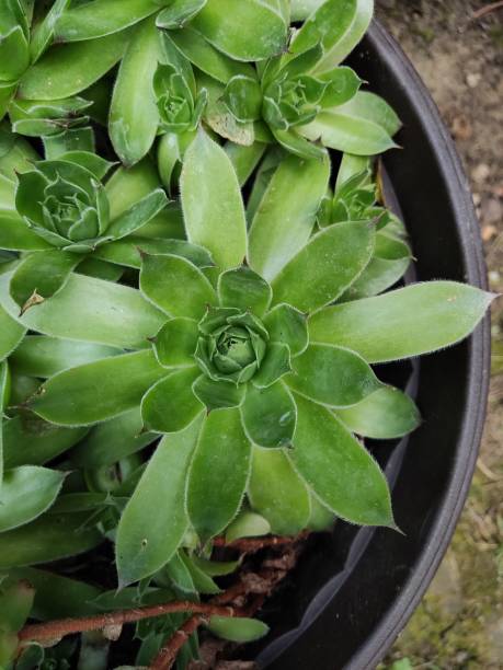 istock Liveforever plant in a pot 1589983647