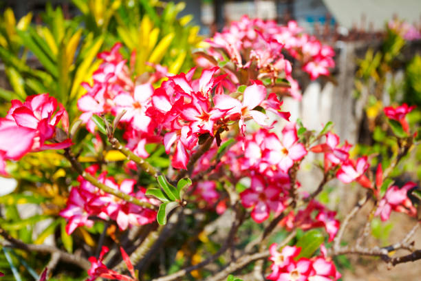 istock Pink Oleander flowers and tree in Chiang Mai province 1589983664
