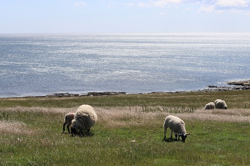 Sheep grazing on grass next to the sea