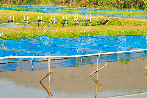 Blue fishing nets in  thai aquaculture in Chiang Mai province  near On Tai, Chiang Mai, San Kamphaeng district